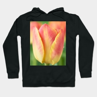 Tulipa 'Candy Corner' Triumph Tulip Hoodie